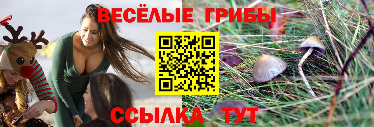 Галлюциногенные грибы прущие грибы Калининград